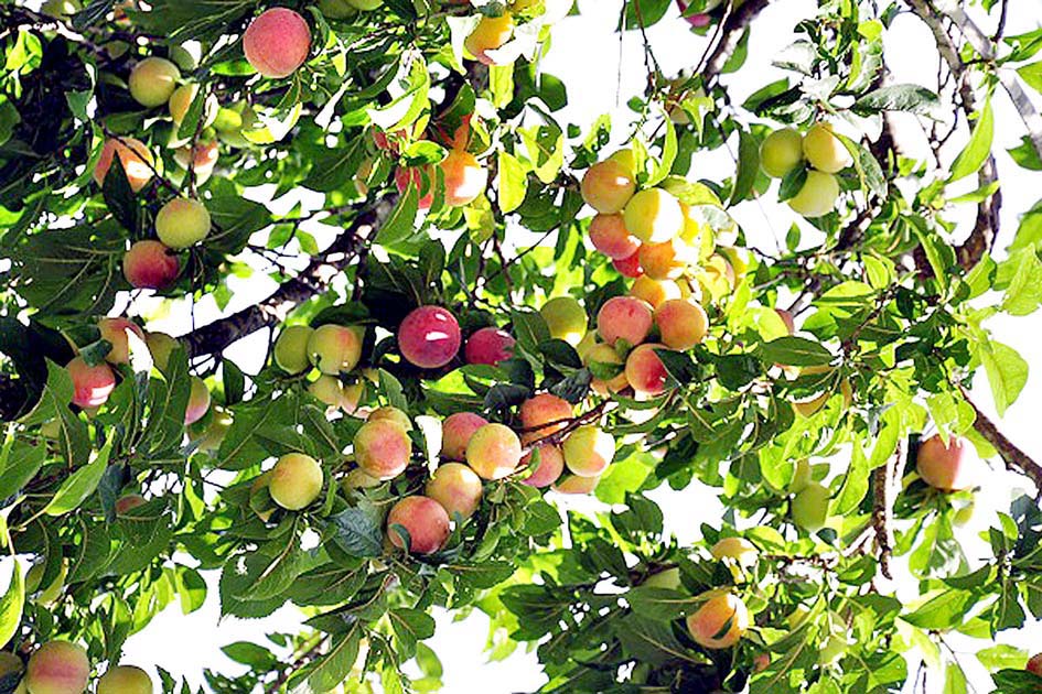 പ്ളംസ്  കീഴാന്തൂരില്‍ വിളവെടുപ്പ് തുടങ്ങി